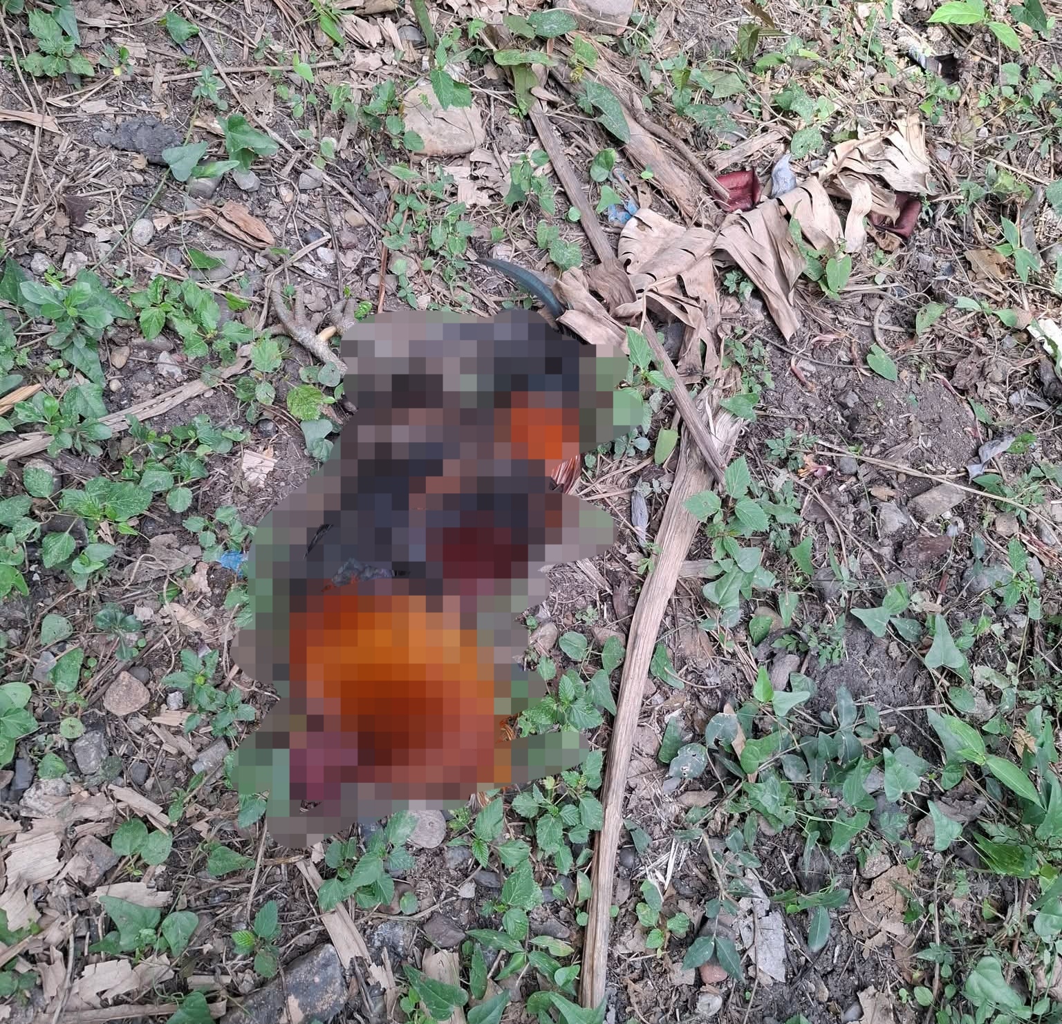 Envenenan animales en una comunidad del municipio de Pánuco