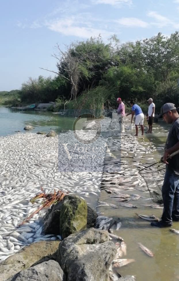 Mortandad de peces alarma a comunidades en el sistema lagunario Chairel
